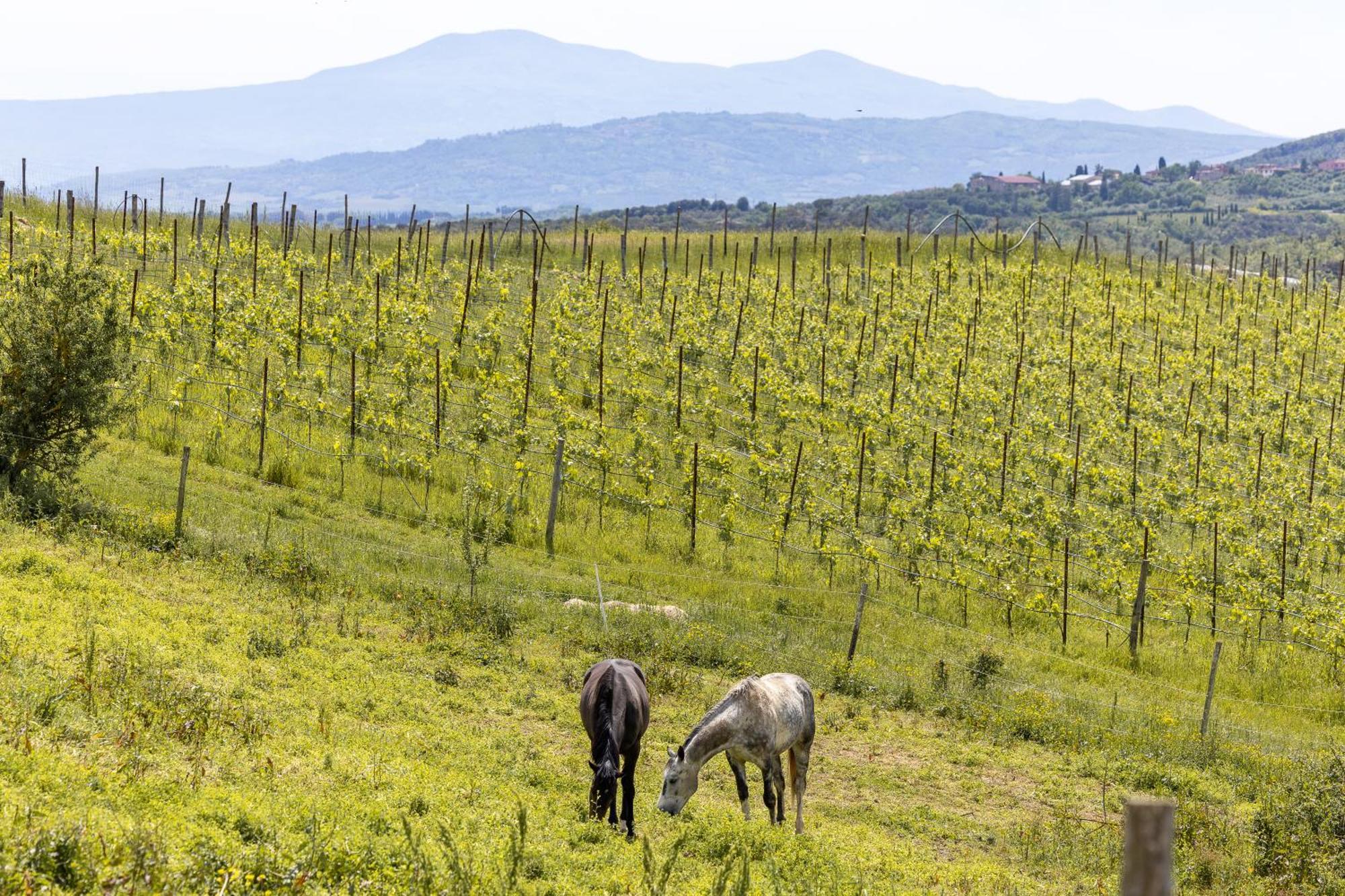 Pociano 1863 - Country House With Stunning View Of Siena Lupompesi 外观 照片
